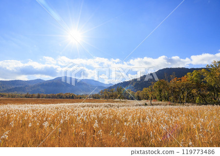 秋天的尾瀨，草地上的秋葉和森林裡的秋葉，龍宮三原 119773486