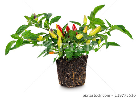 red hot chili peppers in pot isolated on white background 119773530