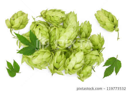 Hop cones isolated on white background. Beer brewing ingredients. Top view. Flat lay Hop cones isolated on white background. Beer brewing ingredients. Top view. Flat lay 119773532