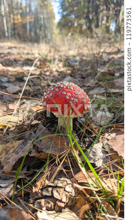 Fly mushroom, Amanita, grows in a forest clearing, among fallen leaves in the fall woods. The fly agaric is a mushroom with a red cap and white spots on it. Toxic, poisonous mushrooms. Fly mushroom, Amanita, grows in a forest clearing, among fallen leaves in the fall woods. The fly agaric is a mushroom with a red cap and white spots on it. Toxic, poisonous mushrooms. 119773561