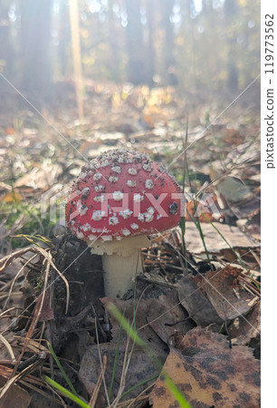 Mushroom hunting. Fly agaric mushroom in sun beams in the woods. Autumn forest in the background. Amanita mushroom. Mycology science. Fly agaric is used in folk medicine. Mushroom hunting. Fly agaric mushroom in sun beams in the woods. Autumn forest in the background. Amanita mushroom. Mycology science. Fly agaric is used in folk medicine. 119773562