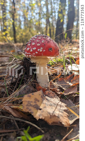 Fly agaric mushroom in sun beams in the woods. Mushroom hunting. Autumn forest in the background. Amanita mushroom. Mycology science. Fly agaric is used in folk medicine. 119773563