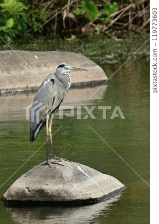 灰鷺 (Ardea cinerea) 灰鷺 (Ardea cinerea) 119773603