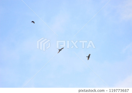 Photographing a group of Gray-faced Vultures passing through southern Taiwan in October 119773687