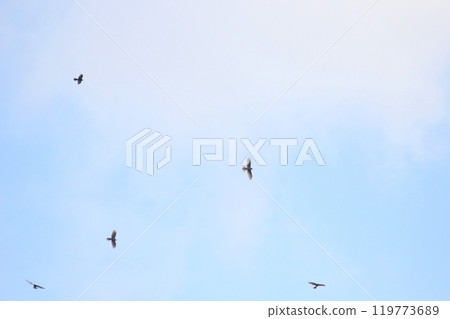 拍攝在十月會過境台灣南部的一群灰面鷲 119773689