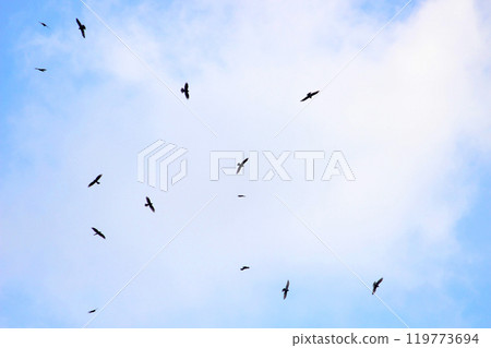 Photographing a group of Gray-faced Vultures passing through southern Taiwan in October Photographing a group of Gray-faced Vultures passing through southern Taiwan in October 119773694