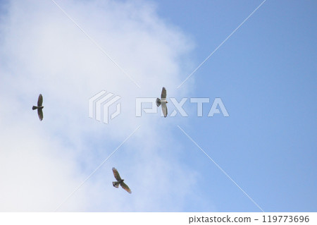 Photographing a group of Gray-faced Vultures passing through southern Taiwan in October 119773696
