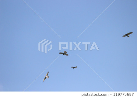 拍攝在十月會過境台灣南部的一群灰面鷲 拍攝在十月會過境台灣南部的一群灰面鷲 119773697