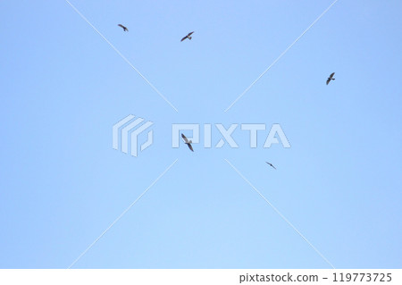 拍攝在十月會過境台灣南部的一群灰面鷲 119773725
