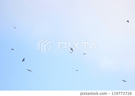 拍攝在十月會過境台灣南部的一群灰面鷲 119773726