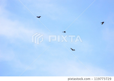 拍攝在十月會過境台灣南部的一群灰面鷲 119773729