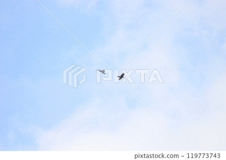 拍攝在十月會過境台灣南部的一群灰面鷲 119773743