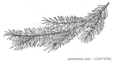 Vector illustration of Pine or Fir branches. Outline Drawing with Christmas tree on isolated background for New Year greeting cards or holiday invitations. Black line art of Coniferous twigs for Xmas. 119773792