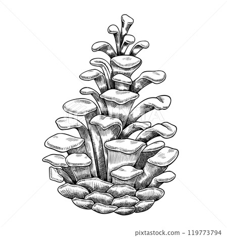 Vector illustration of Pine Cone. Drawing of forest winter element painted by black inks for greeting cards or invitations. Outline part of Christmas fir tree. Line art of pinecone. Etching of plant. 119773794
