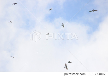 Photographing a group of Gray-faced Vultures passing through southern Taiwan in October 119773807