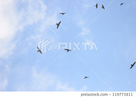 拍攝在十月會過境台灣南部的一群灰面鷲 119773811