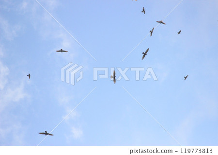 拍攝在十月會過境台灣南部的一群灰面鷲 119773813