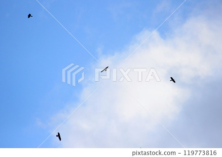 拍攝在十月會過境台灣南部的一群灰面鷲 119773816