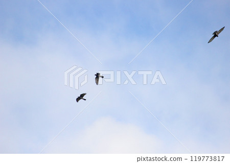 Photographing a group of Gray-faced Vultures passing through southern Taiwan in October Photographing a group of Gray-faced Vultures passing through southern Taiwan in October 119773817