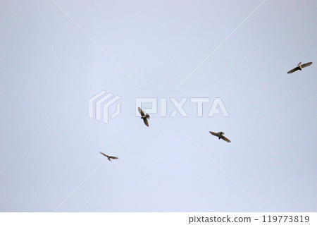 拍攝在十月會過境台灣南部的一群灰面鷲 拍攝在十月會過境台灣南部的一群灰面鷲 119773819