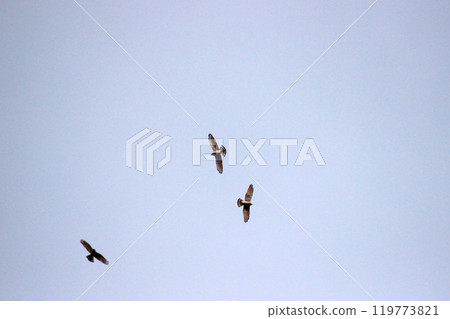 拍攝在十月會過境台灣南部的一群灰面鷲 119773821
