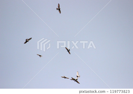 拍攝在十月會過境台灣南部的一群灰面鷲 119773823