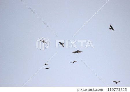 Photographing a group of Gray-faced Vultures passing through southern Taiwan in October Photographing a group of Gray-faced Vultures passing through southern Taiwan in October 119773825