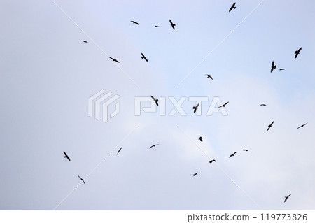 拍攝在十月會過境台灣南部的一群灰面鷲 119773826