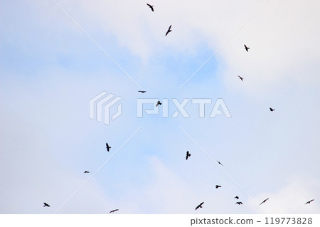 拍攝在十月會過境台灣南部的一群灰面鷲 119773828