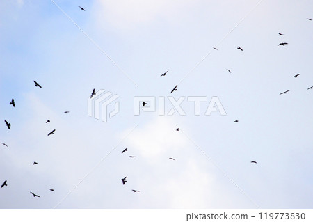 拍攝在十月會過境台灣南部的一群灰面鷲 119773830