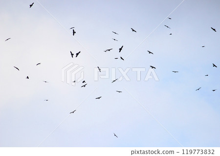 Photographing a group of Gray-faced Vultures passing through southern Taiwan in October 119773832