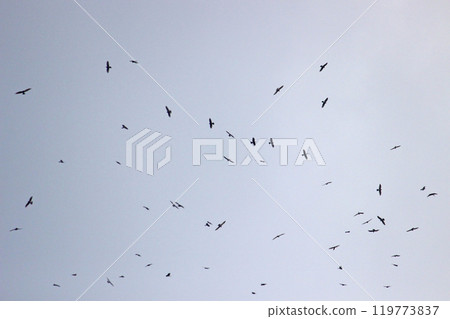 拍攝在十月會過境台灣南部的一群灰面鷲 119773837