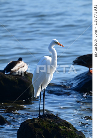 Egret Egret 119773933