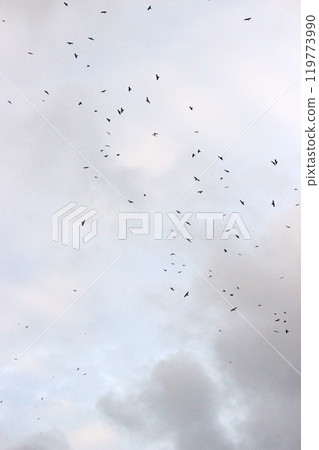 Photographing a group of Gray-faced Vultures passing through southern Taiwan in October Photographing a group of Gray-faced Vultures passing through southern Taiwan in October 119773990