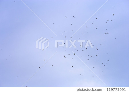 Photographing a group of Gray-faced Vultures passing through southern Taiwan in October Photographing a group of Gray-faced Vultures passing through southern Taiwan in October 119773991