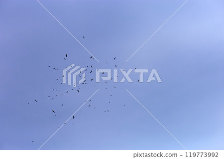 Photographing a group of Gray-faced Vultures passing through southern Taiwan in October Photographing a group of Gray-faced Vultures passing through southern Taiwan in October 119773992