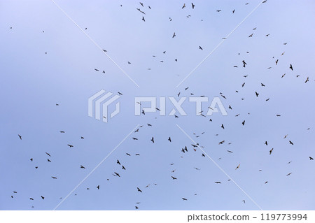 拍攝在十月會過境台灣南部的一群灰面鷲 拍攝在十月會過境台灣南部的一群灰面鷲 119773994