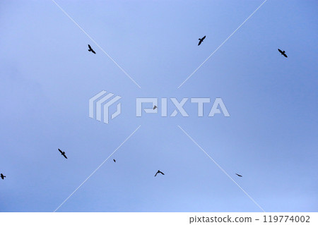 拍攝在十月會過境台灣南部的一群灰面鷲 119774002