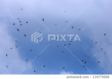 拍攝在十月會過境台灣南部的一群灰面鷲 拍攝在十月會過境台灣南部的一群灰面鷲 119774006