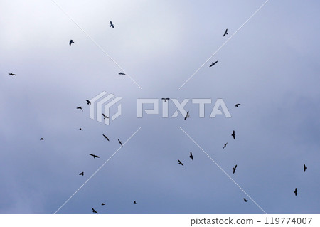 Photographing a group of Gray-faced Vultures passing through southern Taiwan in October 119774007