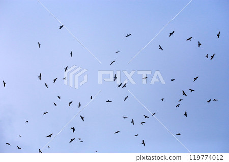 拍攝在十月會過境台灣南部的一群灰面鷲 119774012