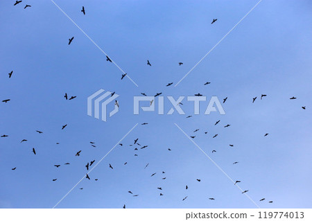 拍攝在十月會過境台灣南部的一群灰面鷲 119774013