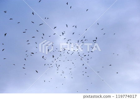 Photographing a group of Gray-faced Vultures passing through southern Taiwan in October Photographing a group of Gray-faced Vultures passing through southern Taiwan in October 119774017