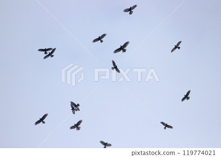Photographing a group of Gray-faced Vultures passing through southern Taiwan in October 119774021