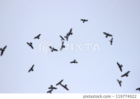 拍攝在十月會過境台灣南部的一群灰面鷲 119774022