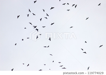 拍攝在十月會過境台灣南部的一群灰面鷲 拍攝在十月會過境台灣南部的一群灰面鷲 119774029
