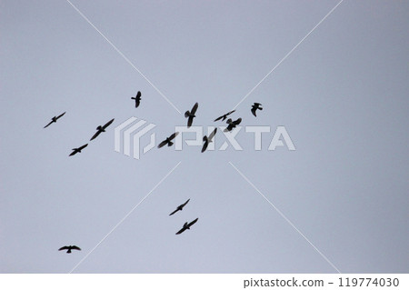 Photographing a group of Gray-faced Vultures passing through southern Taiwan in October 119774030