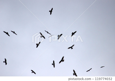 拍攝在十月會過境台灣南部的一群灰面鷲 119774032