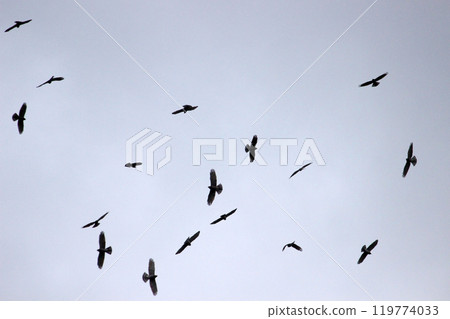 拍攝在十月會過境台灣南部的一群灰面鷲 119774033