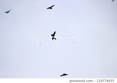 Photographing a group of Gray-faced Vultures passing through southern Taiwan in October 119774035